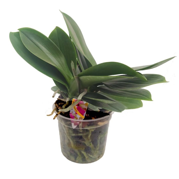 Çiçeksiz Orkide Fidesi Jumbo boy (17 Cm Saksıda)