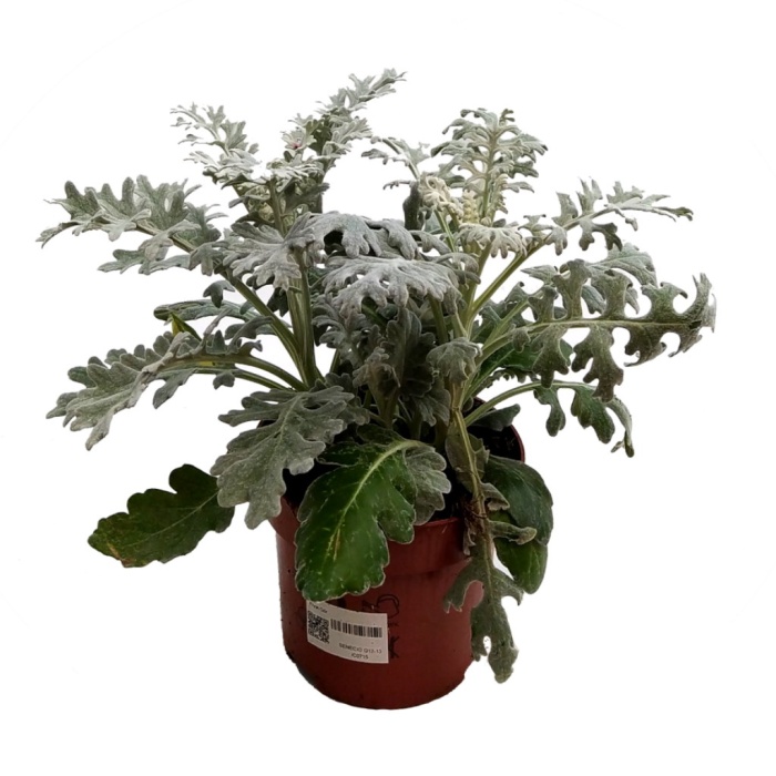 Senecio Kül Çalısı Çiçeği 13 cm saksıda