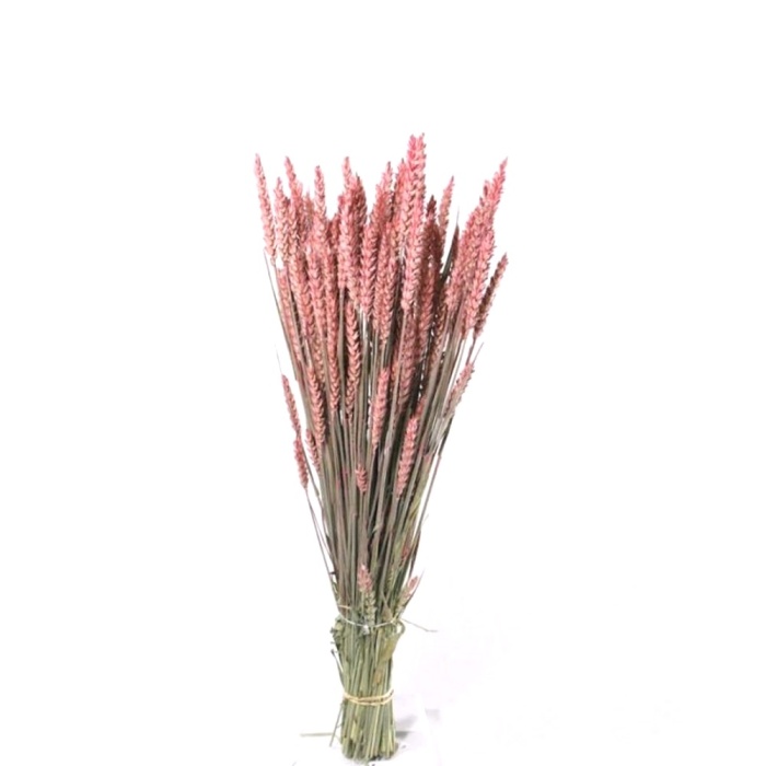 Trıtıcum Pembe