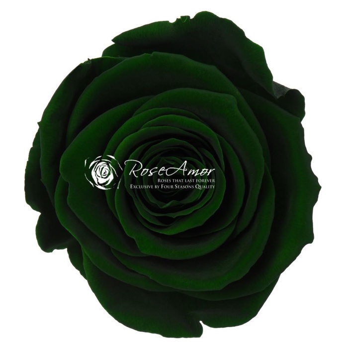 Rosa Şoklu  Ll-Xl Size Gre-02(6 Lı Kutu)