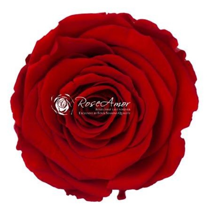 Rosa Şoklu  L Size Red-02(6 Lı Kutu)
