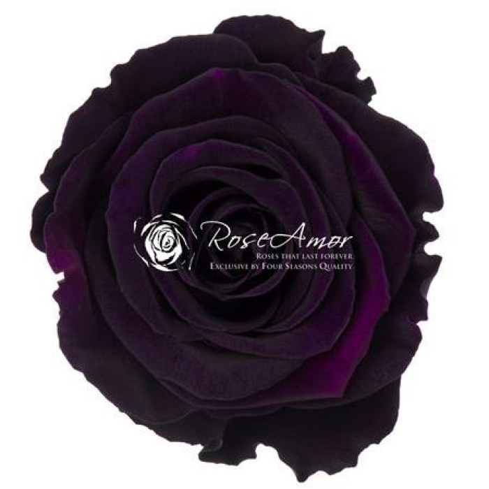 Rosa Şoklu  Ll-Xl Size Pur-01(6Lı Kutu)