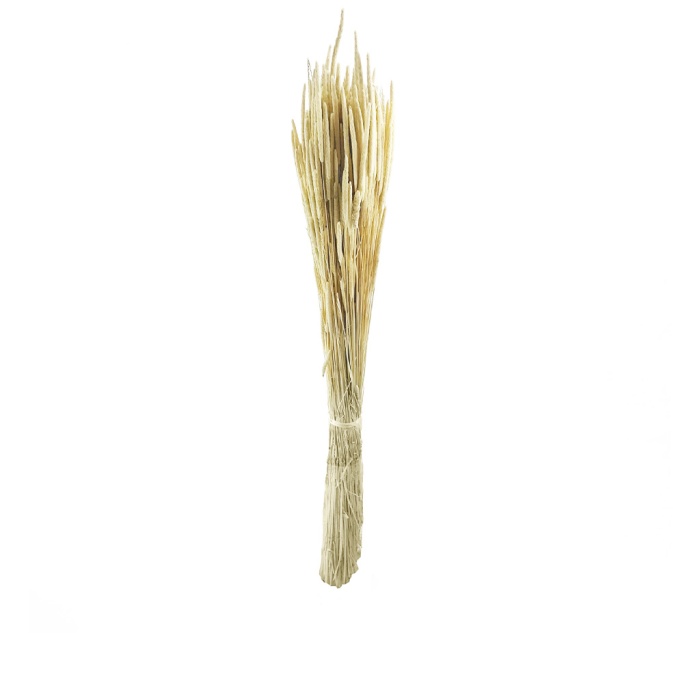 Phleum Krem