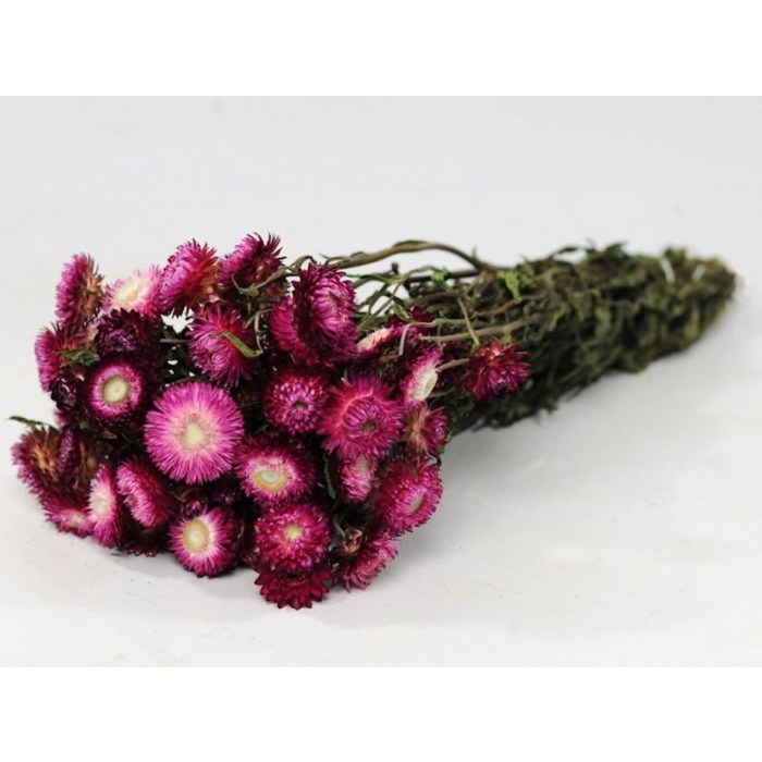 Helichrysum Dark Pink