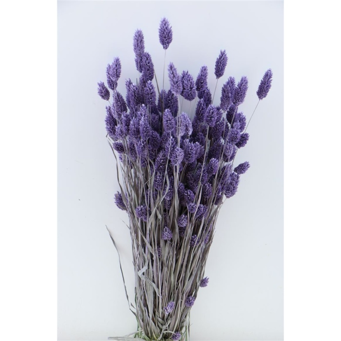 Phalarıs Milka Lila