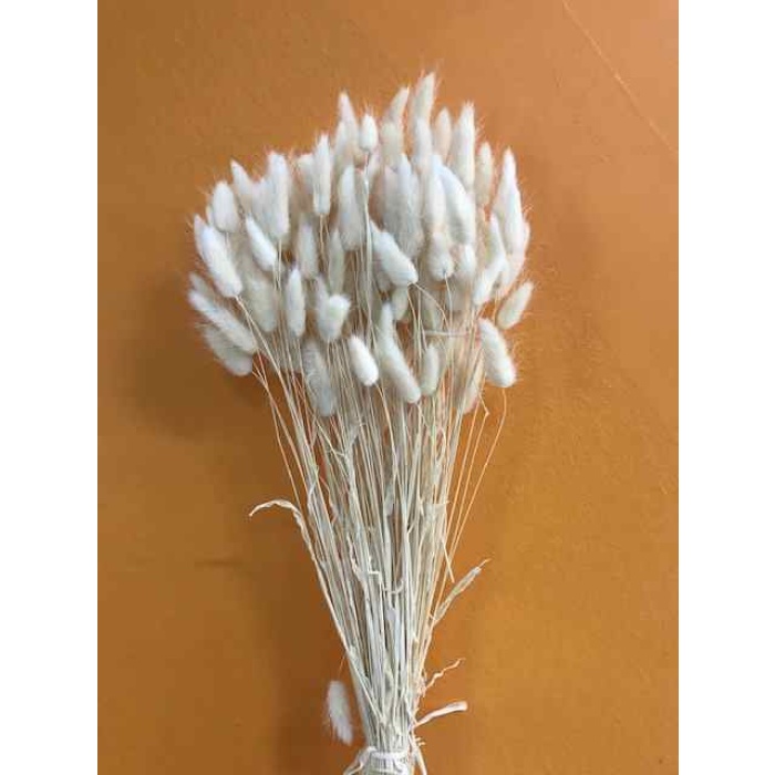 Lagurus Krem İthal