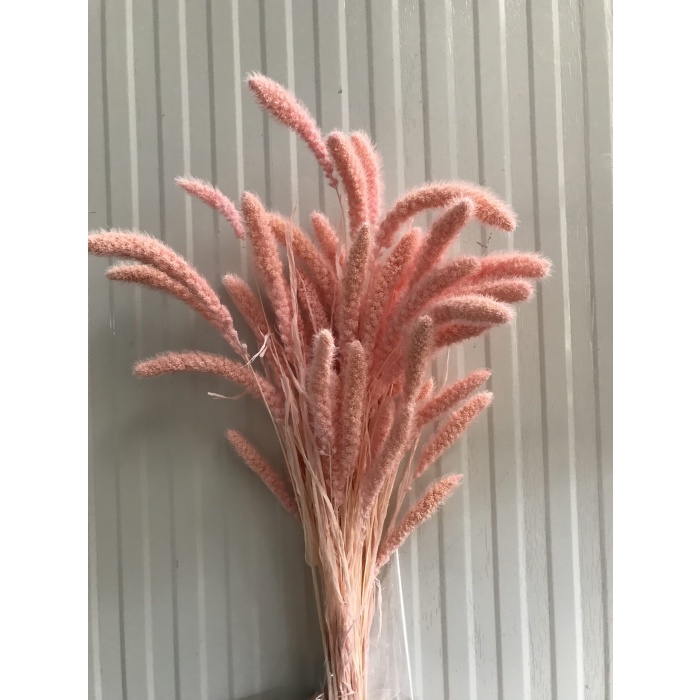 Setarıa Pastel Pembe Demet