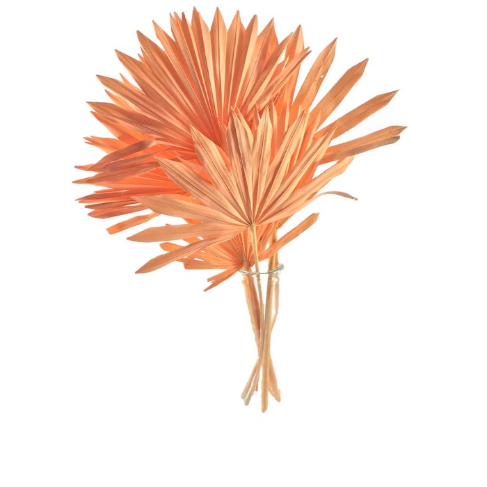 Palm Sun Somon Demet