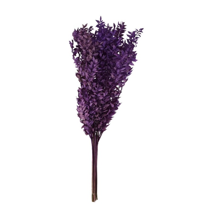 Ruscus Mor Renk