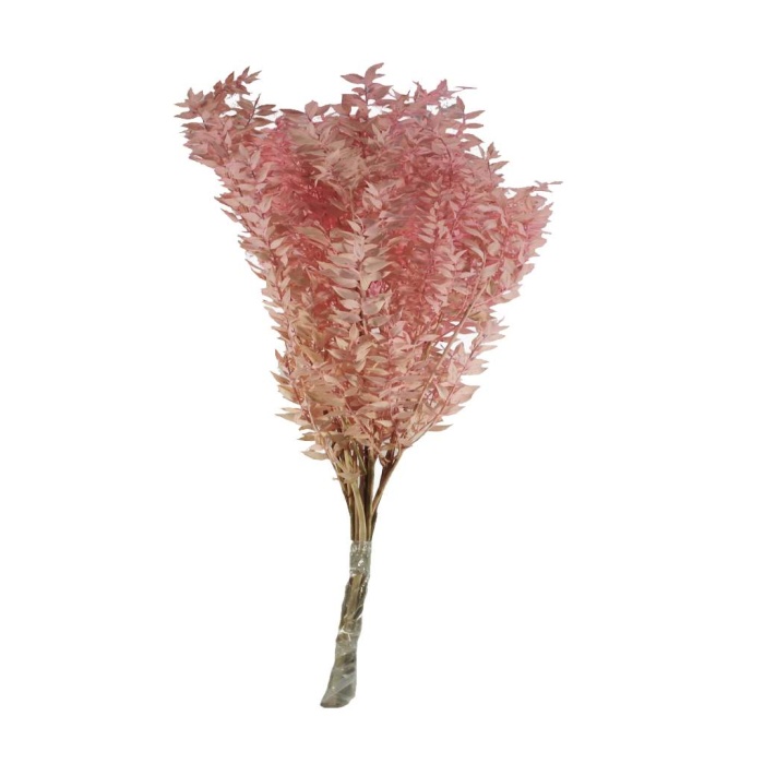 Ruscus Pembe Renk