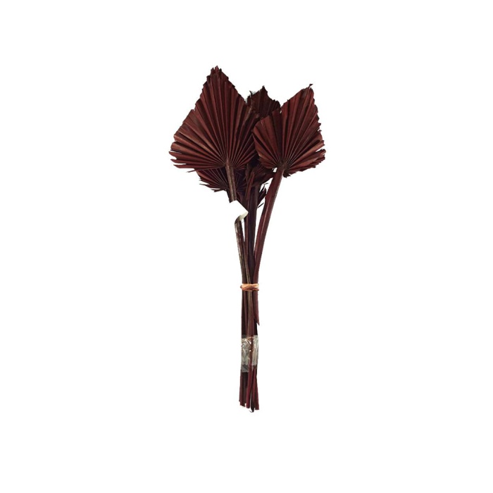 Palm Spear 10Lu