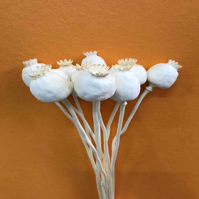 Papaver Krem