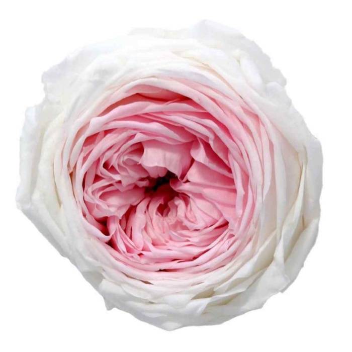 Garden Rose Şoklu Bicolor