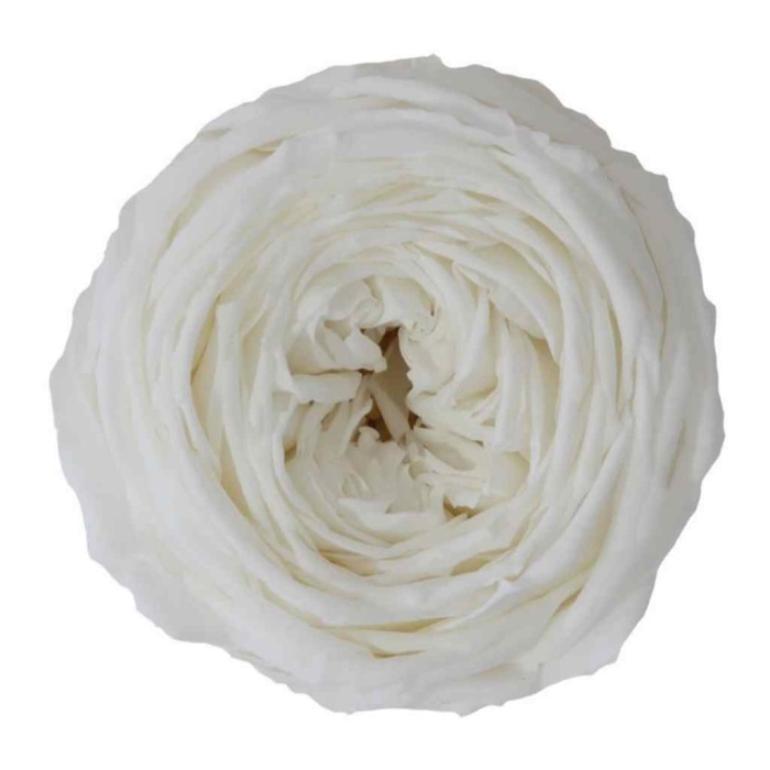 Garden Rose Şoklu Beyaz