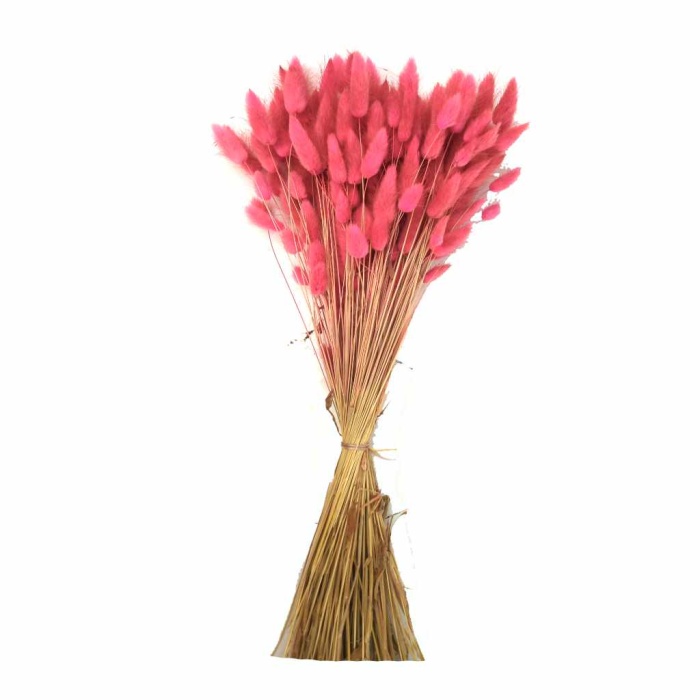 Lagurus Koyu Pembe
