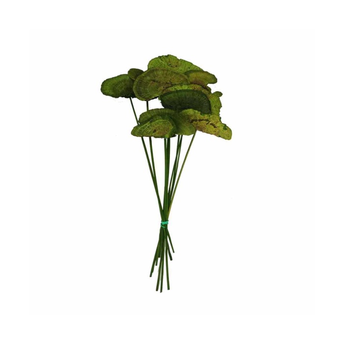 Mush Sponge Green