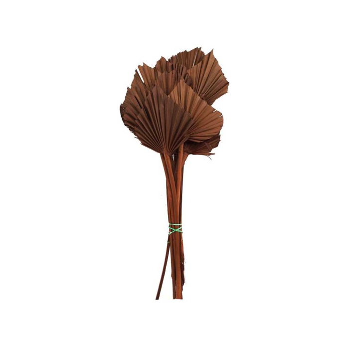 Palm Spear Kahverengi 10 Dal
