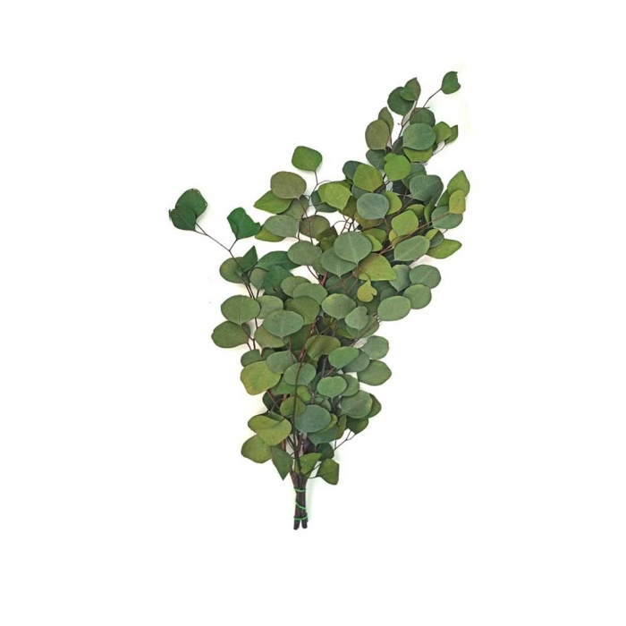 Şoklanmış Yaprak Eucalypthus
