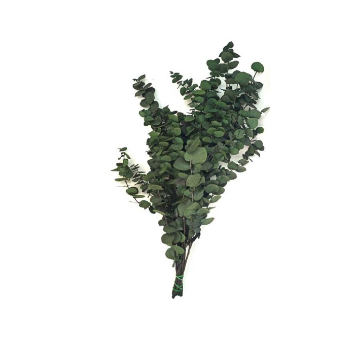 Şoklanmış Yaprak Eucalypthus