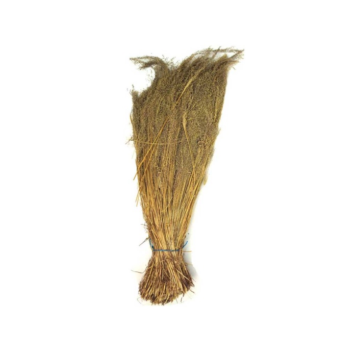Stipa (Stypha)