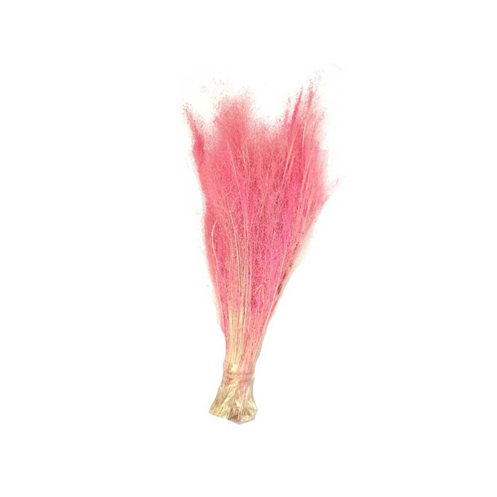 Stipa (Stypha)