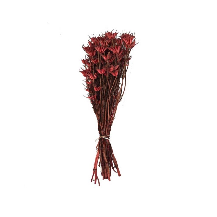 Nigella