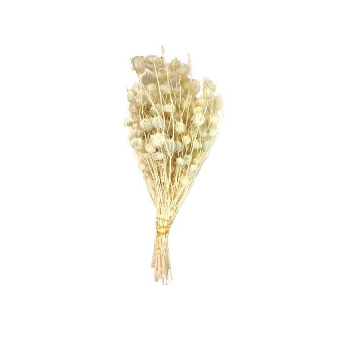 Nigella