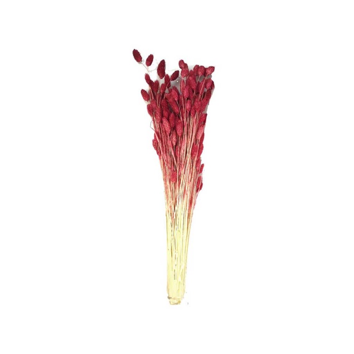 Phalaris