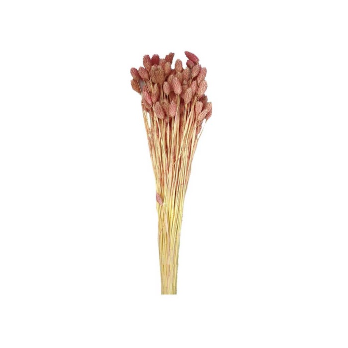 Phalaris
