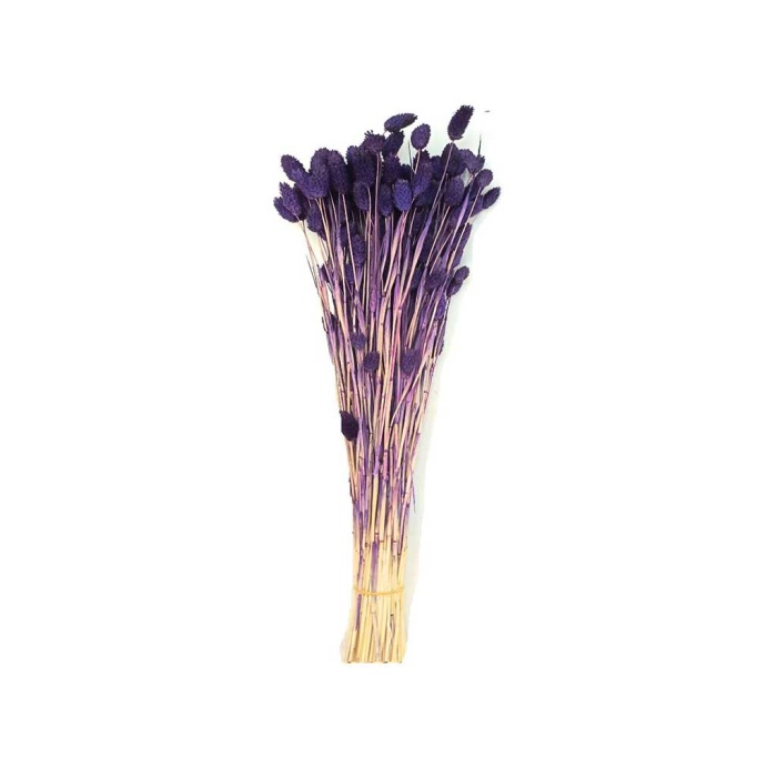 Phalaris - Mor