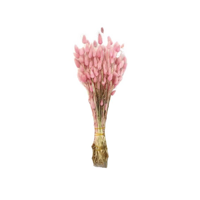 Lagurus