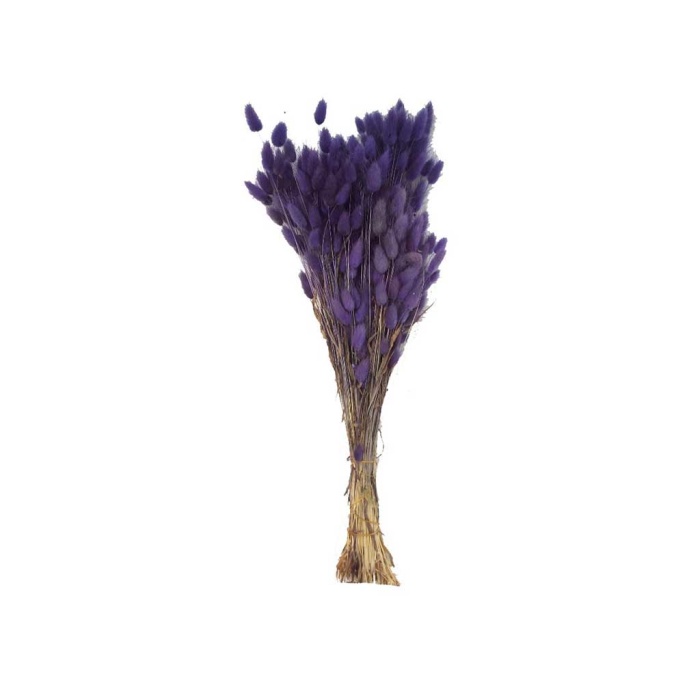 Lagurus