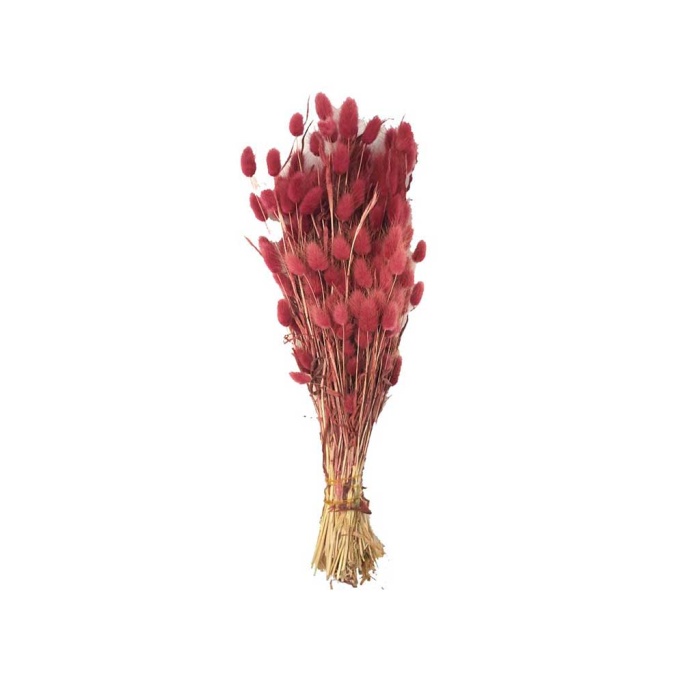 Lagurus