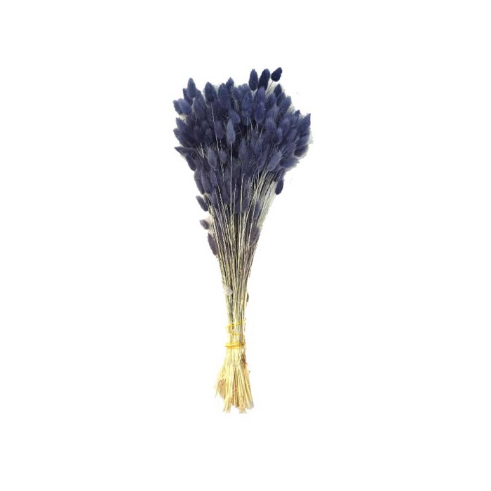 Lagurus