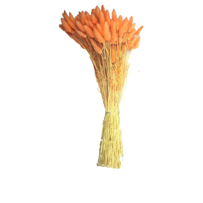 Lagurus (Turuncu)