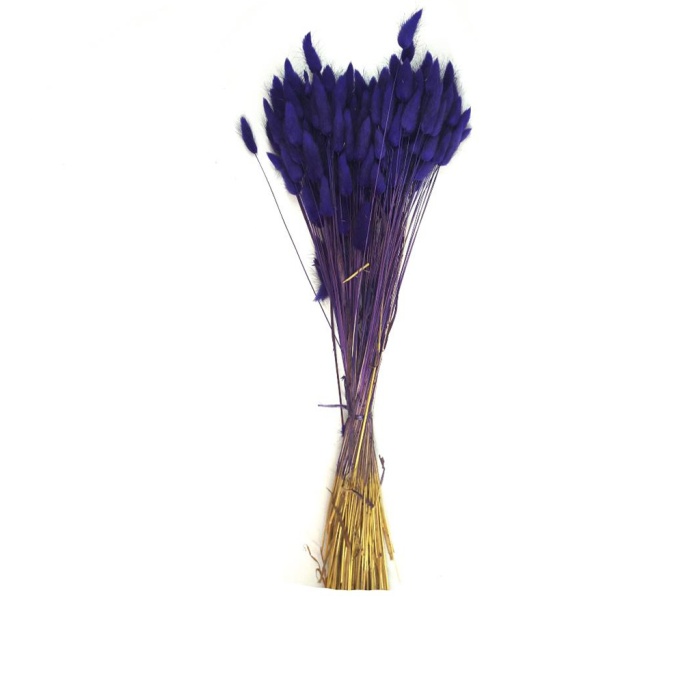 Lagurus (Mor)
