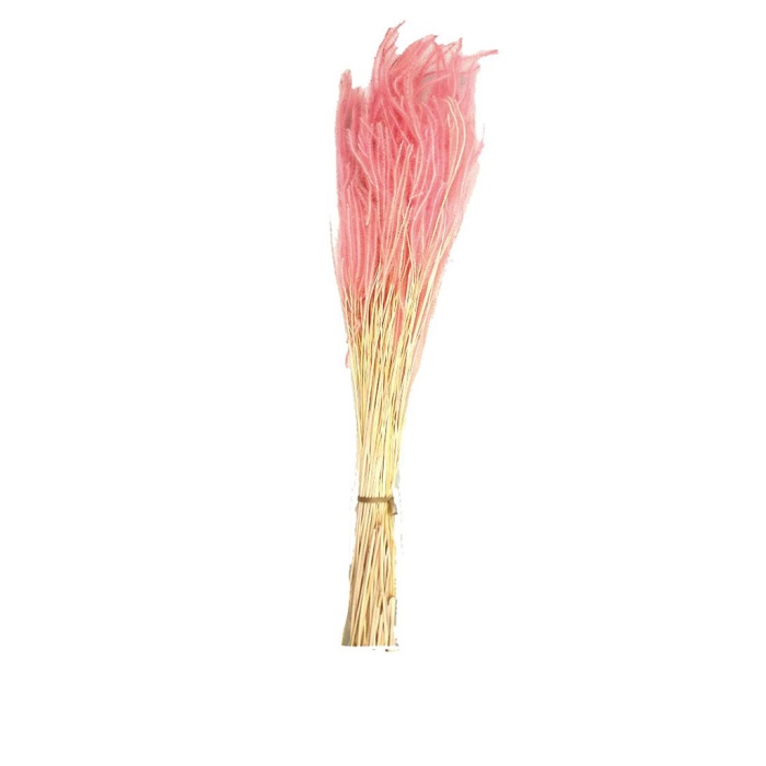 Ouro (Pembe)