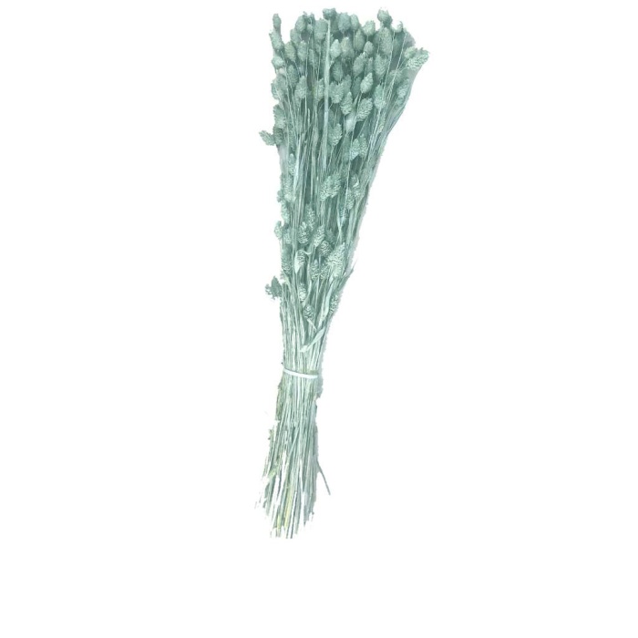 Phalaris Açık Mavi