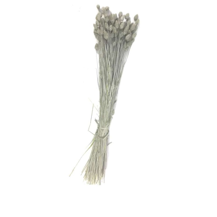 Phalaris Gri