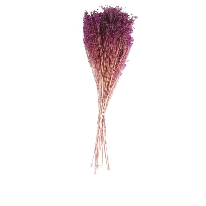 Broom Bloom Mor 100 Gr