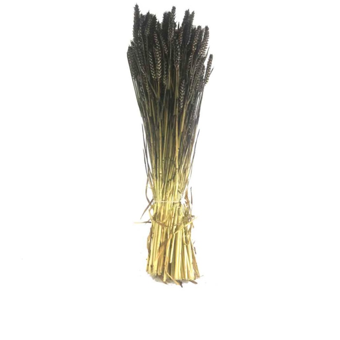 Triticum - Siyah