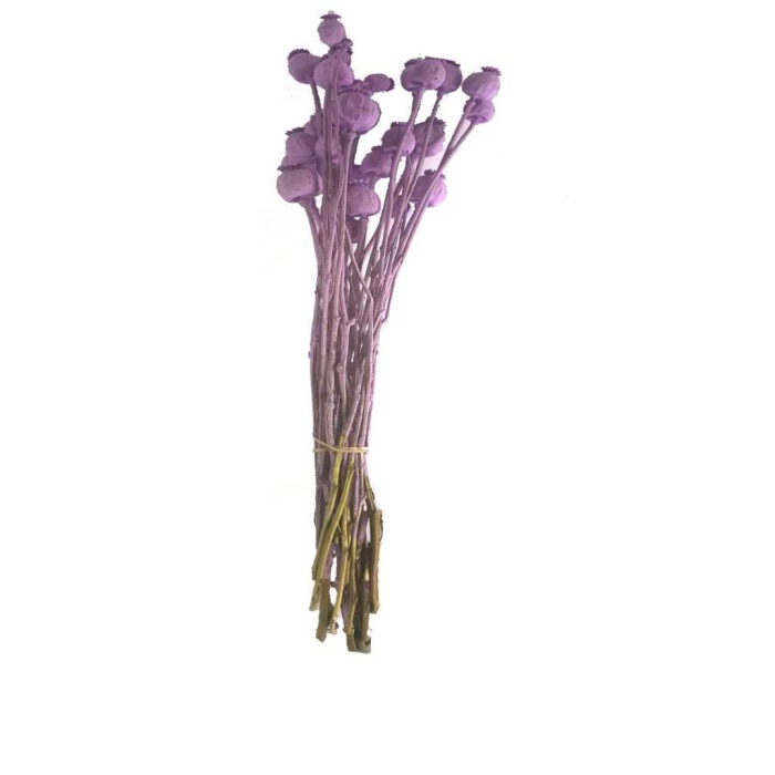 Papaver - Lila