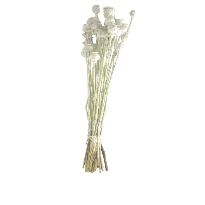 Papaver - Beyaz