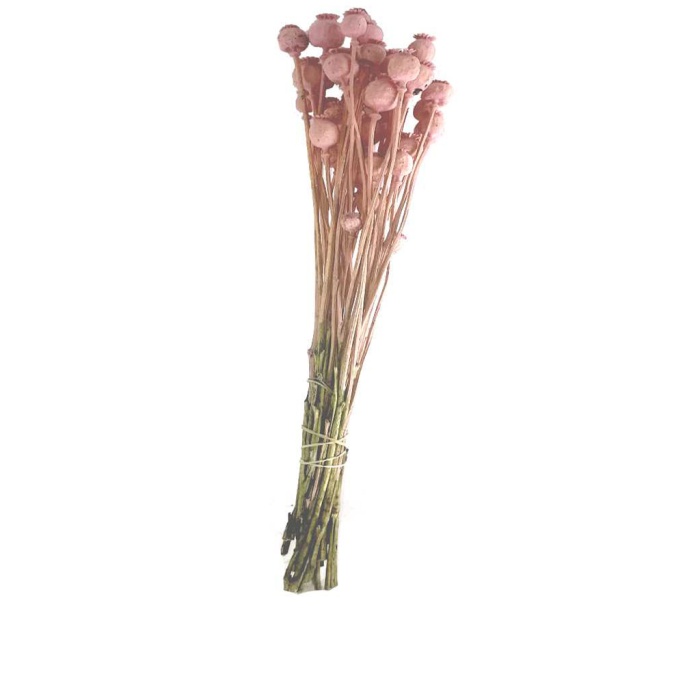 Papaver - Pembe