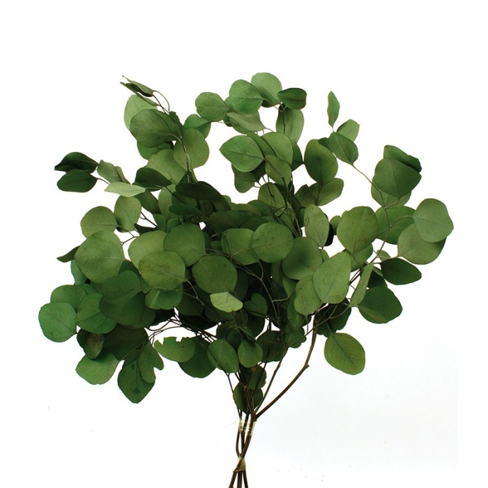 Şoklanmış Eucalyptus Populus