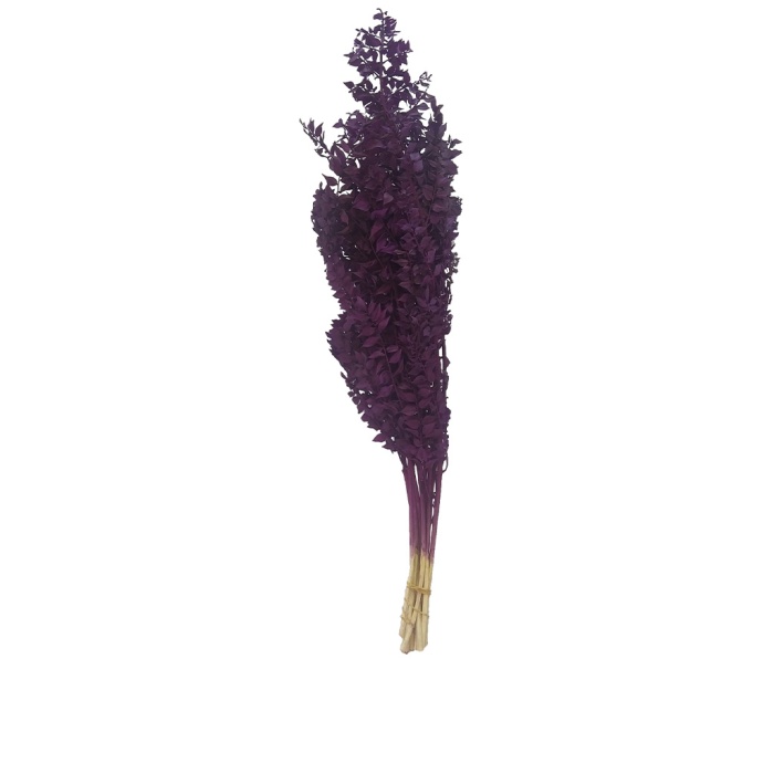 Ruscus Kokina Mor Yerli