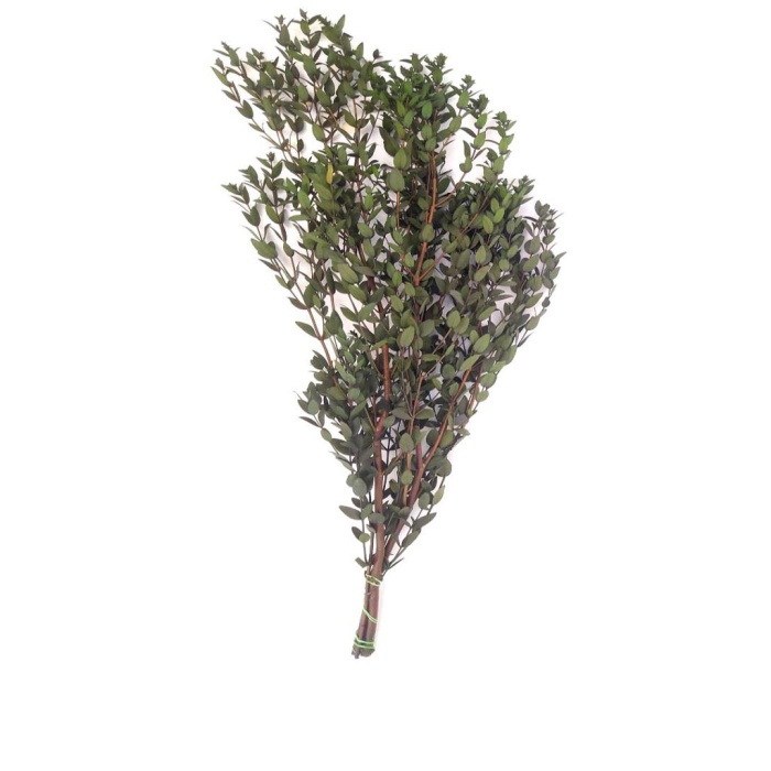Eucalypthus Willow - Kısa Yaprak