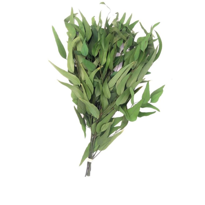 Eucalypthus Willow