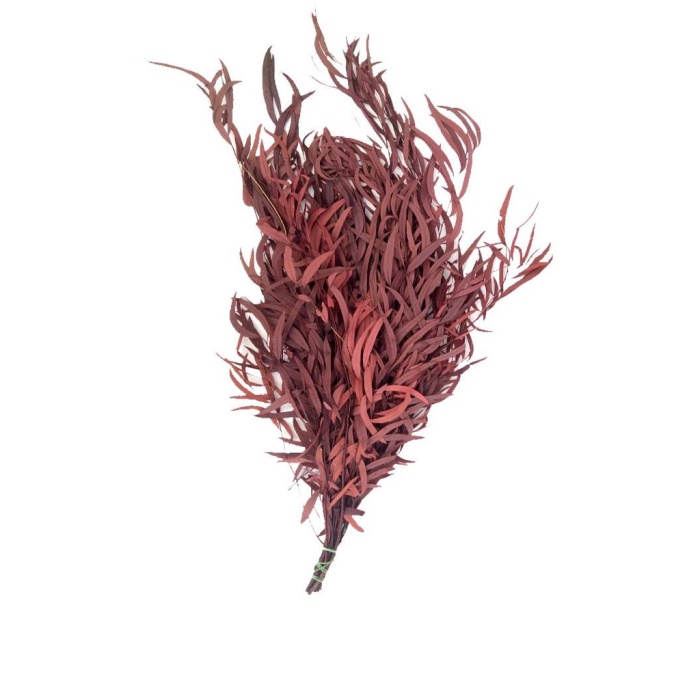 Eucalypthus Nicoly Bordo