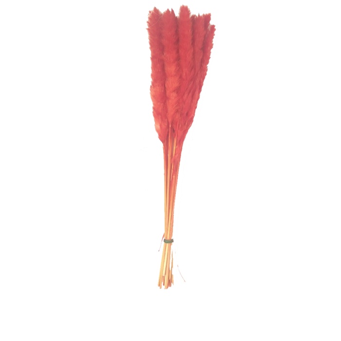 Pluma Decorativa Kırmızı Code 54